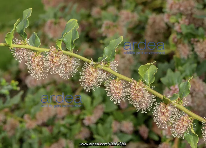 : An evergreen climber, Ercilla spicata, in flower : An evergreen climber, Ercilla spicata, in flower