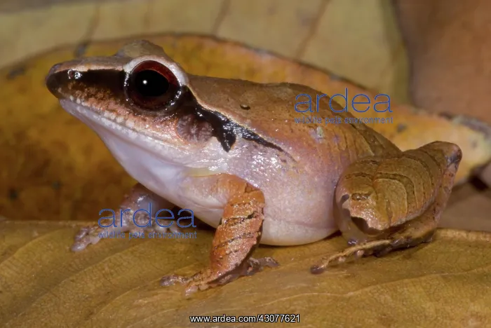 : Evergreen Robber Frog : Evergreen Robber Frog