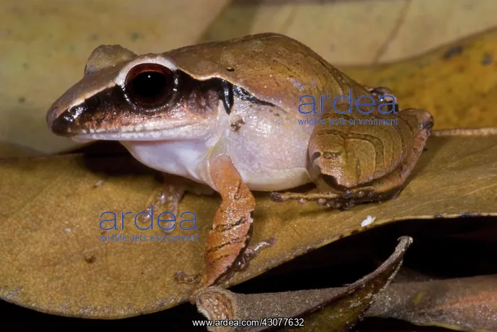 : Evergreen Robber Frog : Evergreen Robber Frog