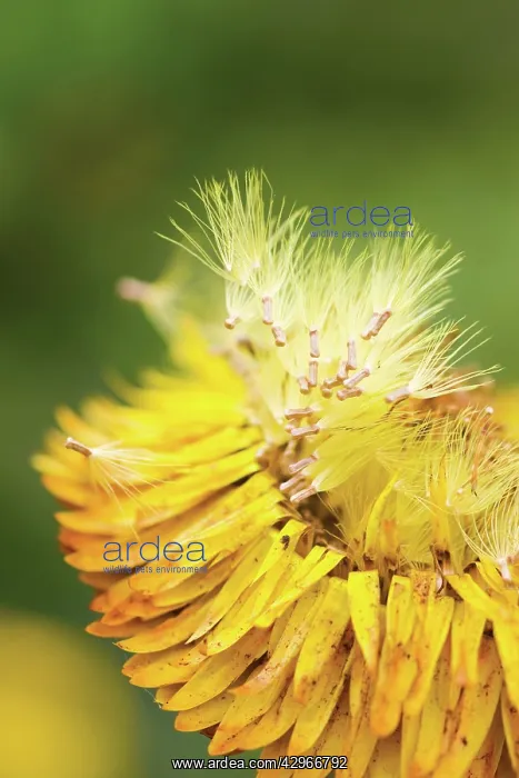 : Everlastingflower : Everlastingflower