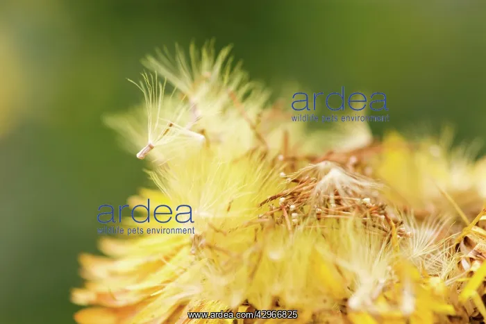 : Everlastingflower : Everlastingflower
