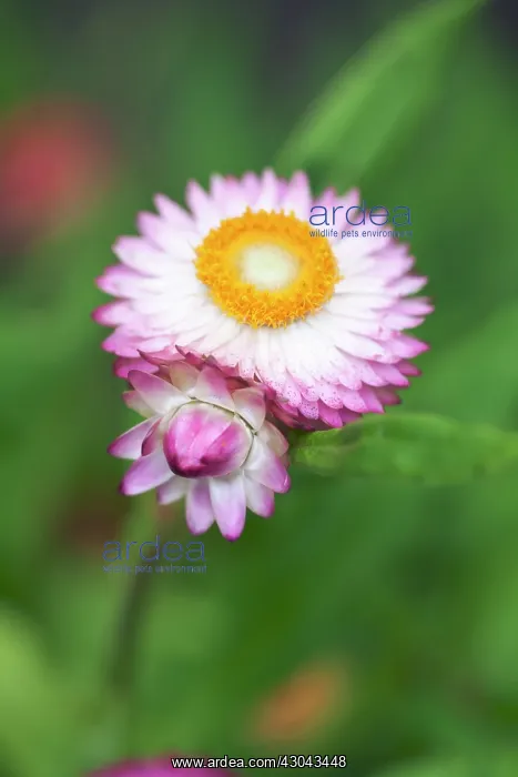 : Everlastingflower : Everlastingflower