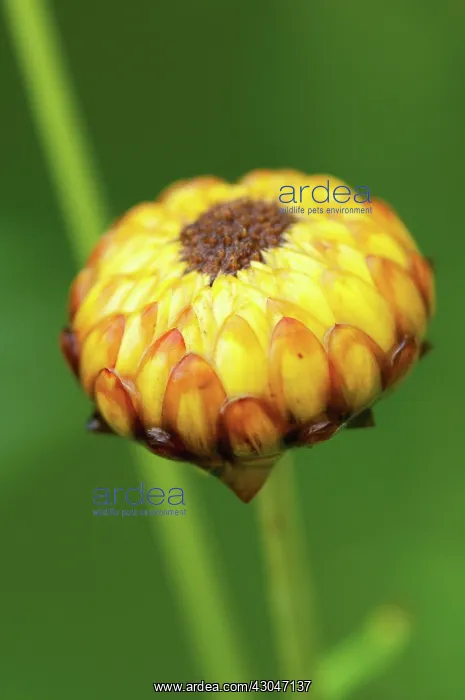 : Everlastingflower : Everlastingflower