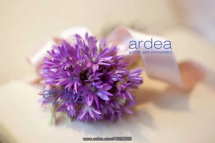 : Everlastingflower : Everlastingflower