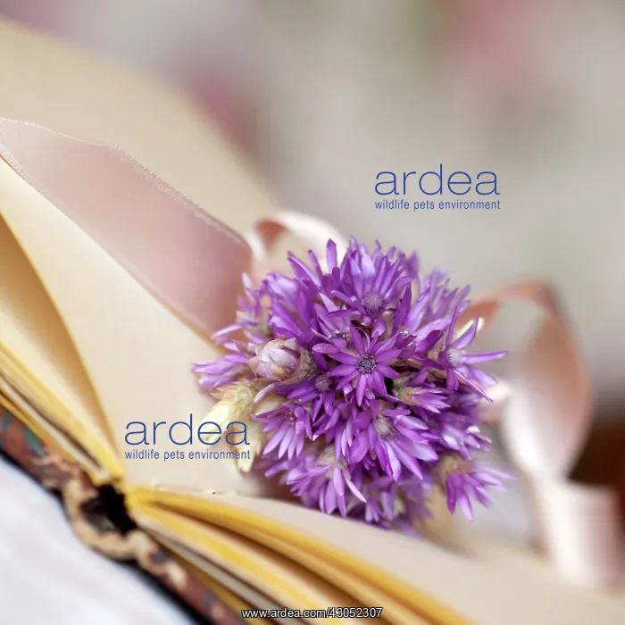 : Everlastingflower : Everlastingflower