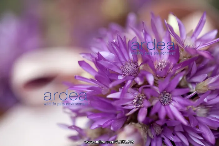 : Everlastingflower : Everlastingflower
