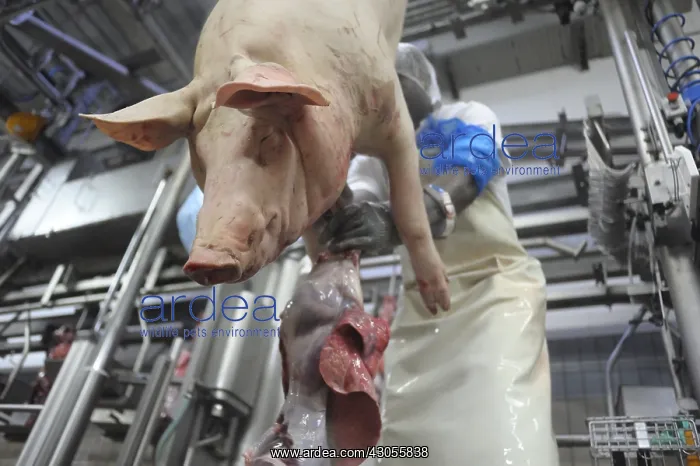 : Evisceration of Pigs on elevating platform Rodez France : Evisceration of Pigs on elevating platform Rodez France
