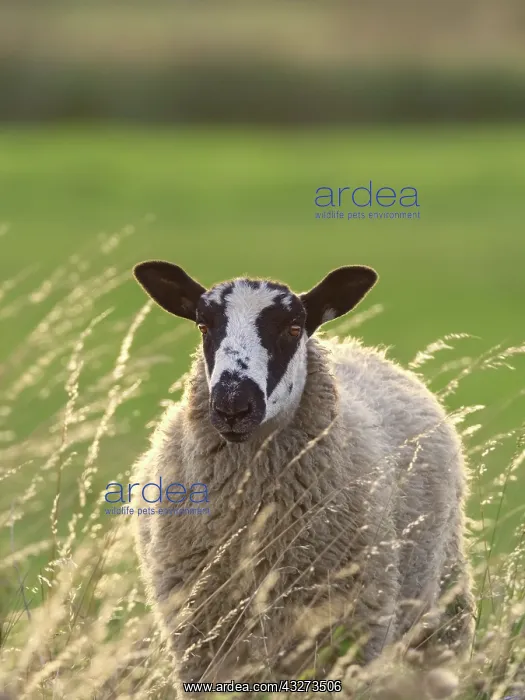  : Ewe