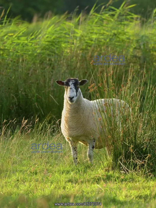 : Ewe on grazing marsh - Norfolk UK : Ewe on grazing marsh - Norfolk UK