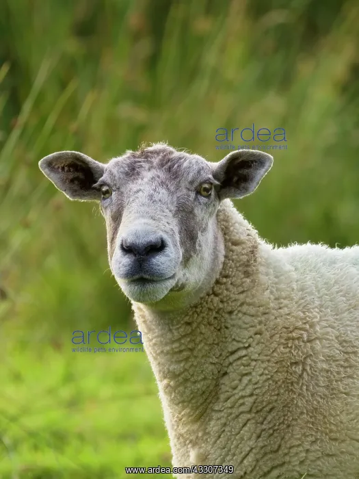 : Ewe on grazing marsh - Norfolk UK : Ewe on grazing marsh - Norfolk UK