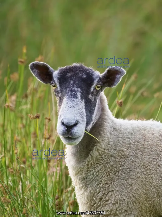  : Ewe on grazing marsh - Norfolk UK