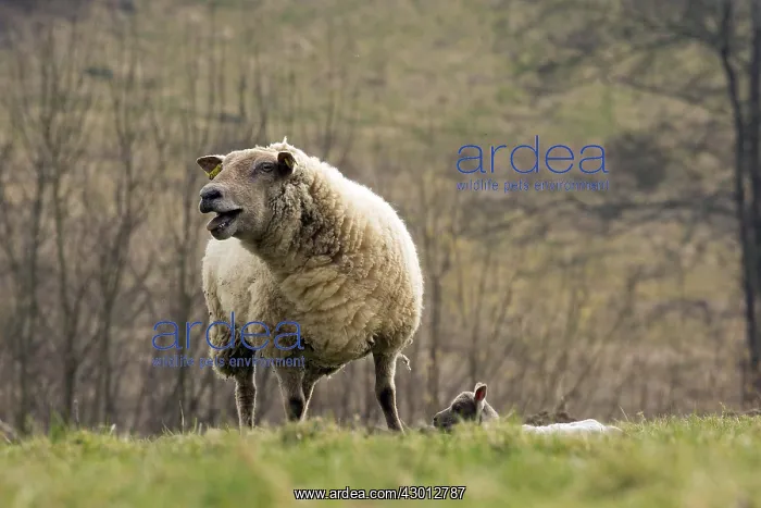 : Ewe and lamb