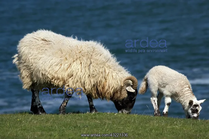  : Ewe and lamb, Northumberland, England