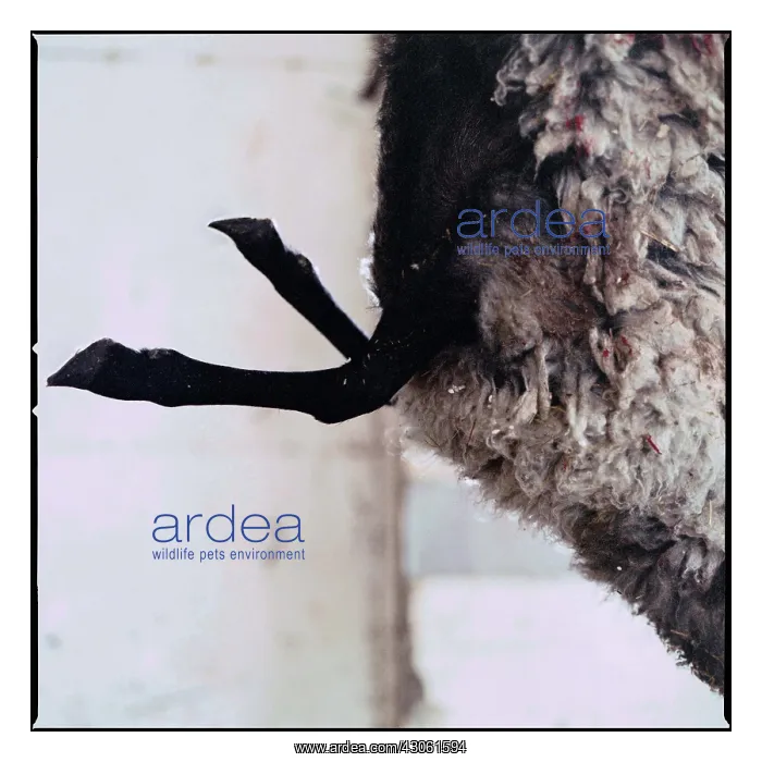 : Ewes hung by the hind legs before autopsy : Ewes hung by the hind legs before autopsy