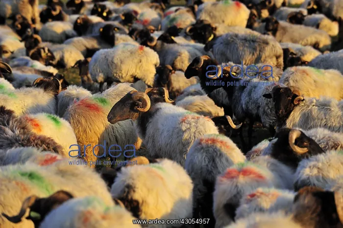 : Ewes Manech blackhead Basque Country France : Ewes Manech blackhead Basque Country France