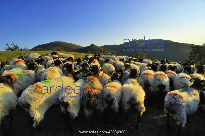: Ewes Manech blackhead Itary Basque Country France : Ewes Manech blackhead Itary Basque Country France
