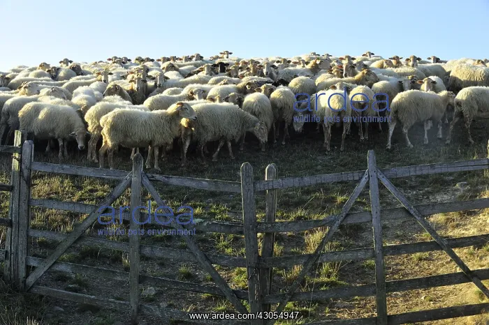 : Ewes Manech red head in a compound Basque Country France : Ewes Manech red head in a compound Basque Country France