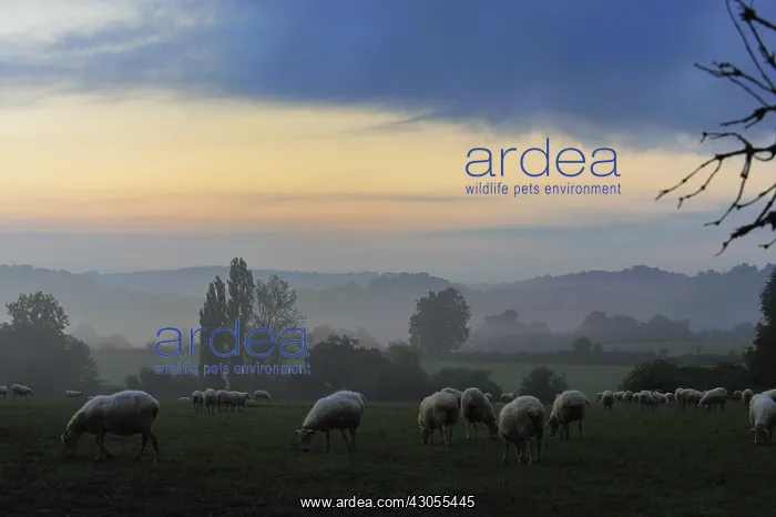 : Ewes Manech red head at dawn Basque Country France : Ewes Manech red head at dawn Basque Country France