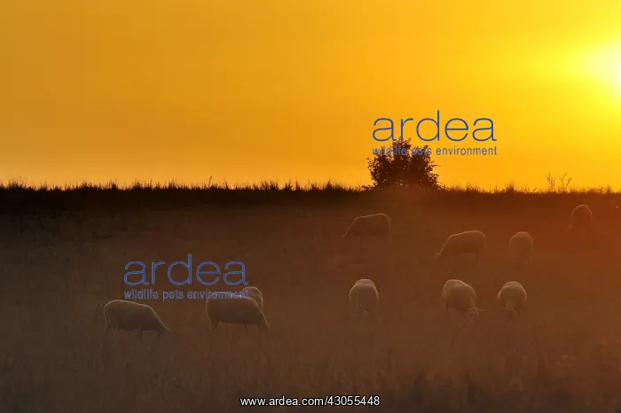 : Ewes Manech red head at dawn Basque Country France : Ewes Manech red head at dawn Basque Country France