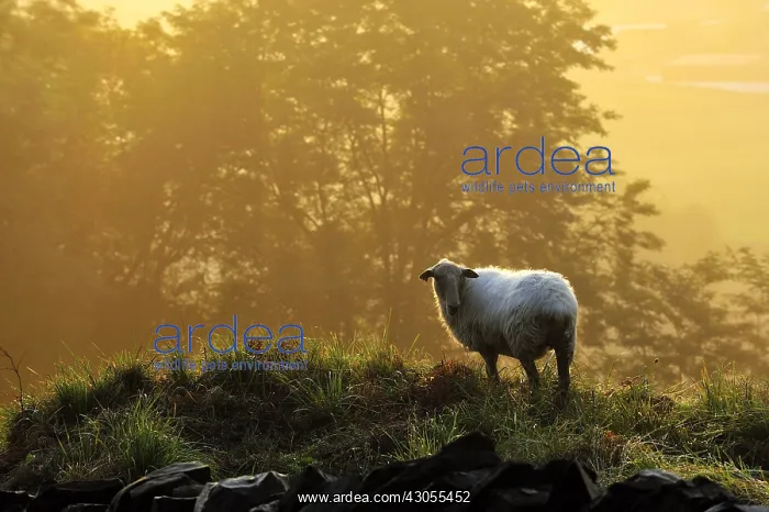 : Ewes Manech red head at dawn Basque Country France : Ewes Manech red head at dawn Basque Country France