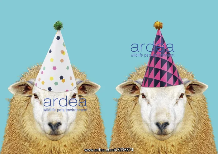 : Two Ewes / Sheep, wearing Birthday party hats : Two Ewes / Sheep, wearing Birthday party hats