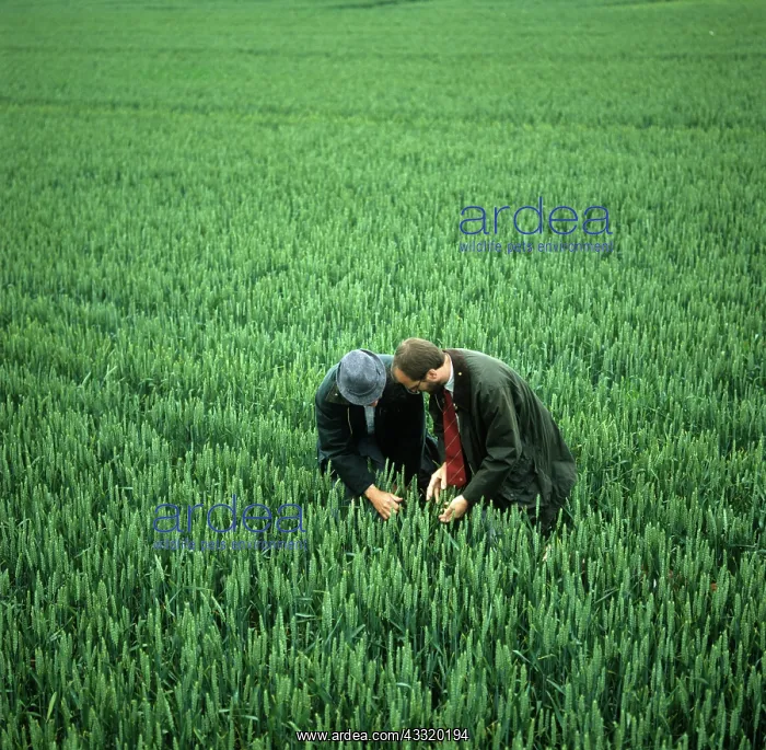 : Examining a wheat crop : Examining a wheat crop