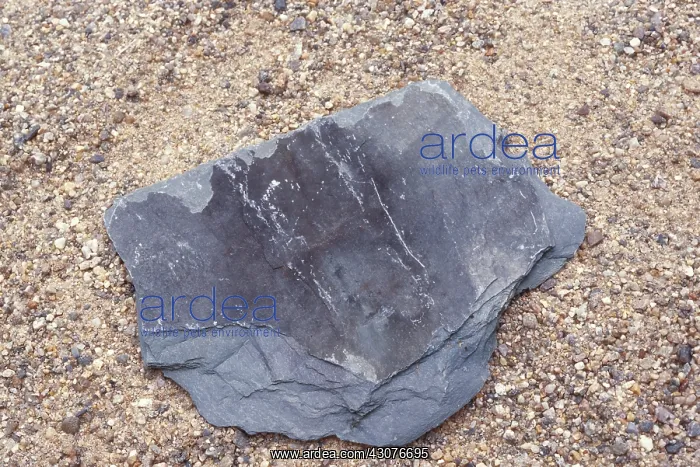 : Slate. An example of slate, a fine-grained metamorphic rock : Slate. An example of slate, a fine-grained metamorphic rock