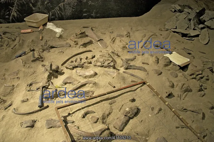  : An Excavated Centrosaurus Bonebed