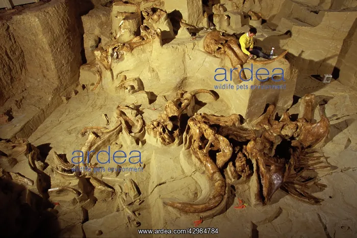 : Excavation of Columbian Mammoth bones - Mammoths : Excavation of Columbian Mammoth bones - Mammoths