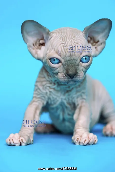 : Excellent hairless kitten of Canadian Sphynx Cat : Excellent hairless kitten of Canadian Sphynx Cat