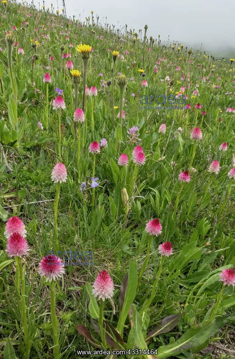 : Exceptional mountain orchid meadow, Col Sampiero : Exceptional mountain orchid meadow, Col Sampiero
