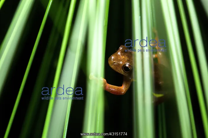 : Executioner Treefrog (Dendropsophus carnifex), Mindo : Executioner Treefrog (Dendropsophus carnifex), Mindo