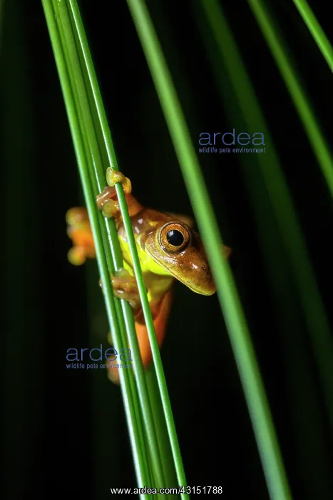 : Executioner Treefrog (Dendropsophus carnifex), Mindo : Executioner Treefrog (Dendropsophus carnifex), Mindo