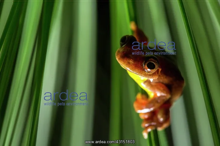 : Executioner Treefrog (Dendropsophus carnifex), Mindo : Executioner Treefrog (Dendropsophus carnifex), Mindo
