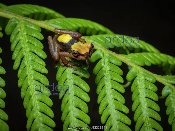 : Executioner Treefrog (Dendropsophus carnifex), j : Executioner Treefrog (Dendropsophus carnifex), j