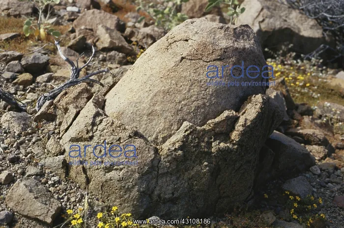 : Exfoliating Boulder : Exfoliating Boulder