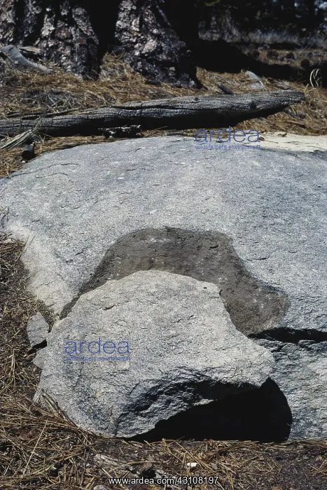 : Exfoliating Boulder : Exfoliating Boulder