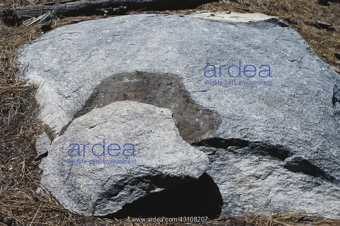 : Exfoliating Boulder : Exfoliating Boulder