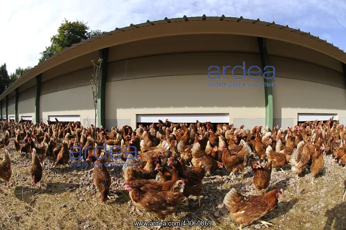 : Exit the barn on a farm of laying hens : Exit the barn on a farm of laying hens