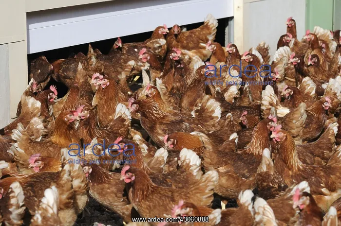 : Exit the barn on a farm of laying hens : Exit the barn on a farm of laying hens