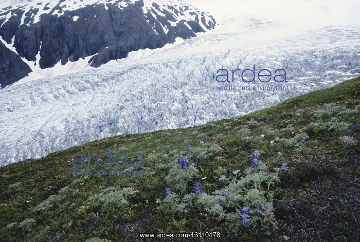 : Exit Glacier : Exit Glacier