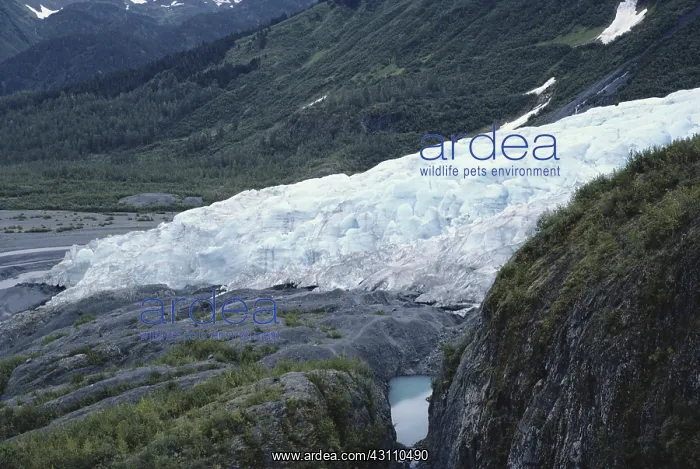 : Exit Glacier : Exit Glacier