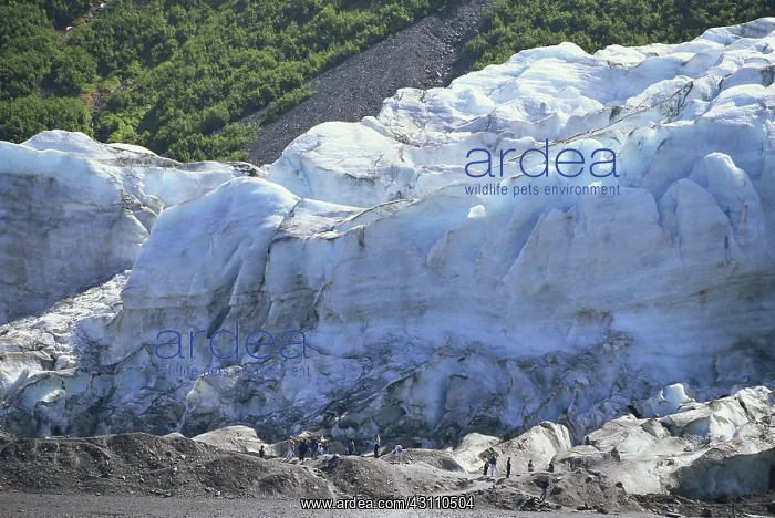 : Exit Glacier : Exit Glacier