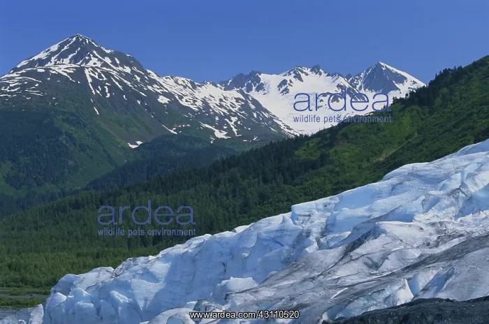 : Exit Glacier : Exit Glacier