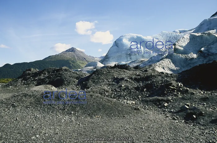 : Exit Glacier Moraine : Exit Glacier Moraine