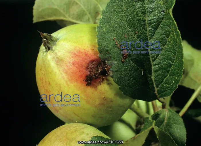 : Exit hole of codling moth : Exit hole of codling moth