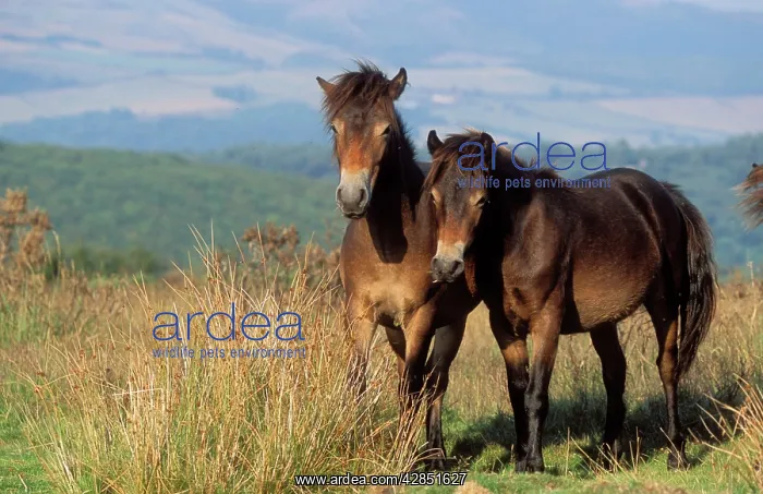: Exmoor PONIES - two : Exmoor PONIES - two