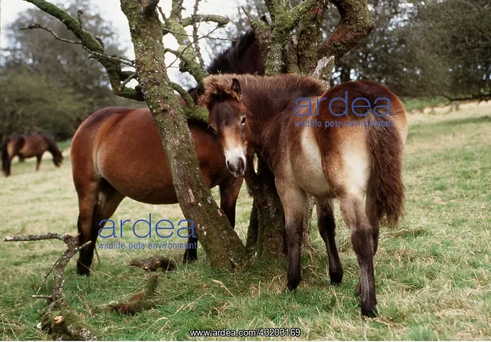 : EXMOOR PONIES : EXMOOR PONIES