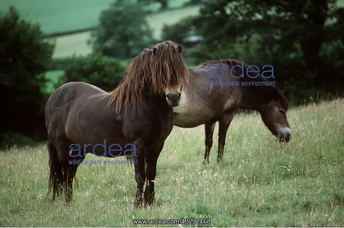 : EXMOOR PONIES : EXMOOR PONIES