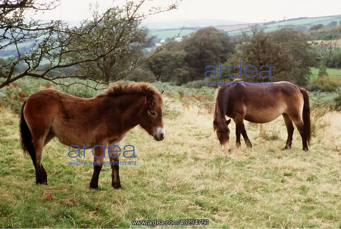 : EXMOOR PONIES : EXMOOR PONIES